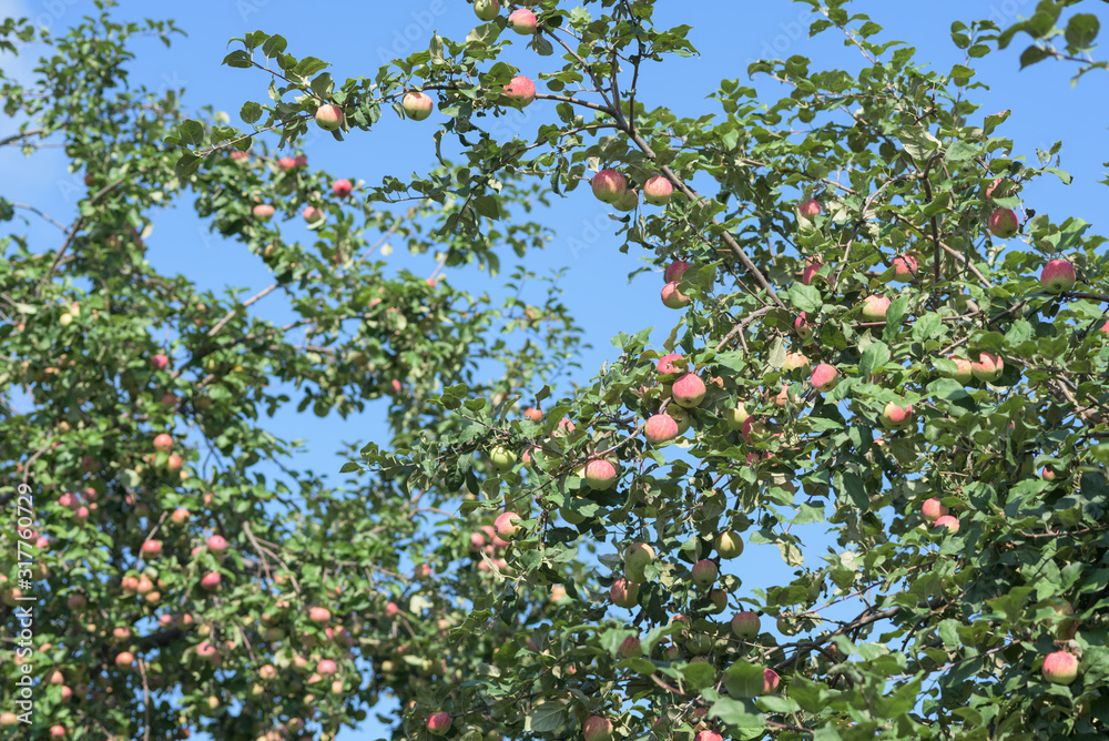 Green apples on a branch, summer background, selective focus