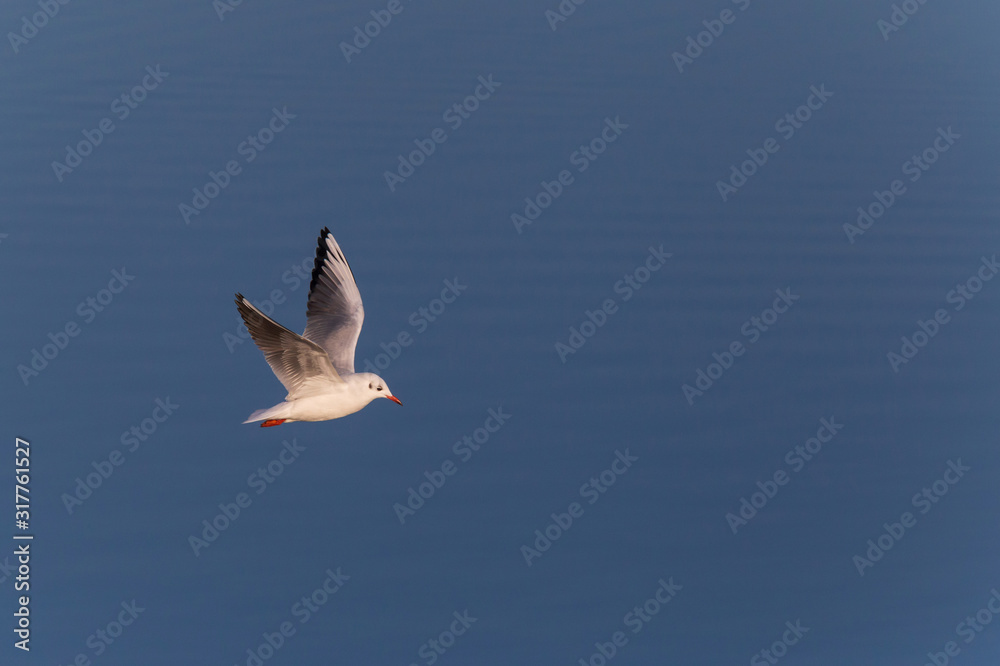 Obraz premium black-headed gull flying against calm blue water