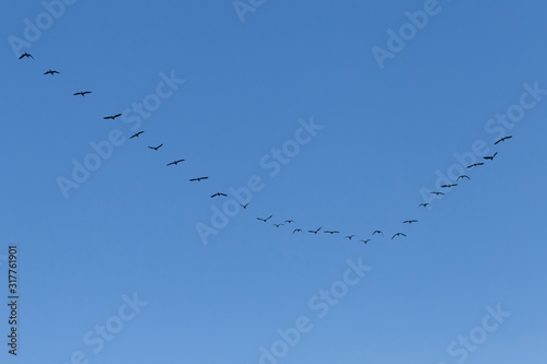 flock of great cormorants flying in blue sky
