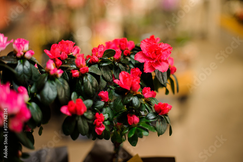 Beautiful flower pot with pink Azaleas with green juicy leaves standing on the table