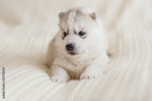 Adorable silver dog of breed of Siberian Husky puppy with brown eyes lying down indoors on a white background © Olga Gimaeva