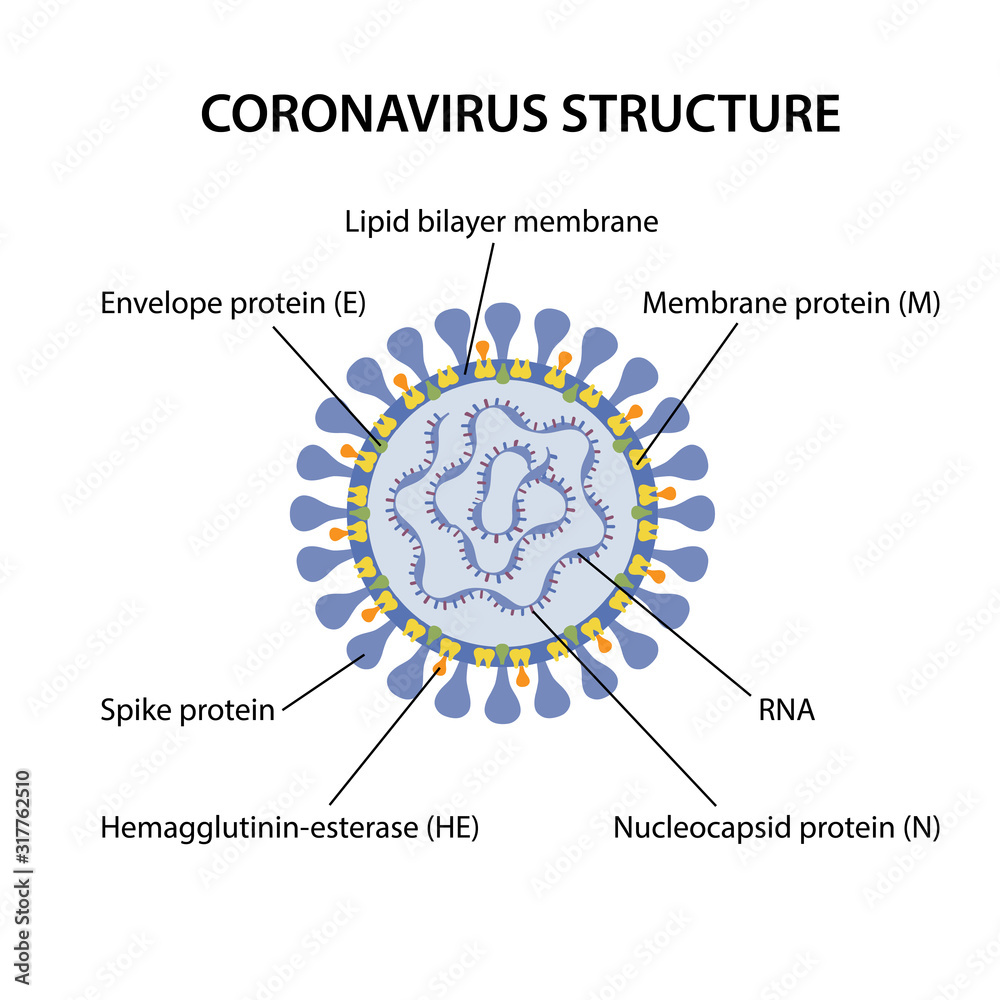Structure of coronavirus with corresponding designations. Microbiology.  Vector illustration in flat style isolated over white background. Stock  Vector | Adobe Stock