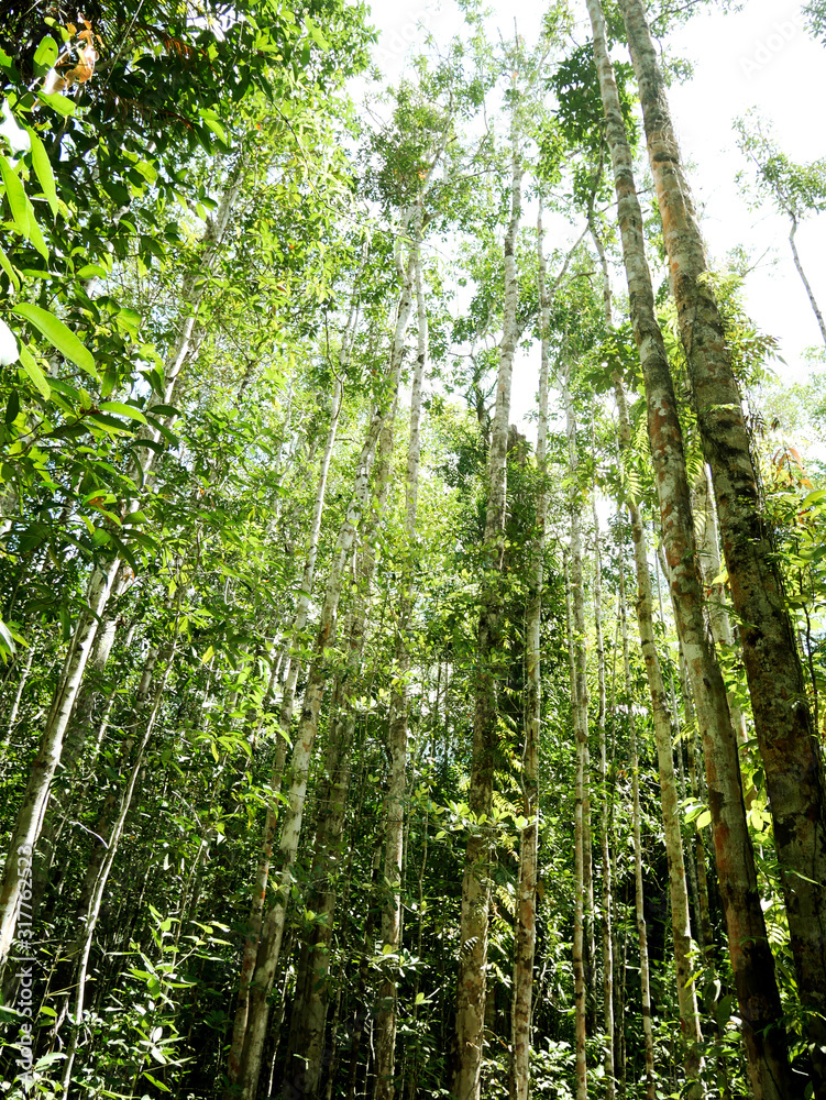 Beautiful green tree natural in the forest at Thailand.