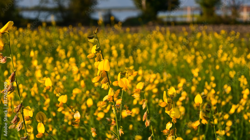 Obraz premium ฺBeautiful sunn hemp flower fields
