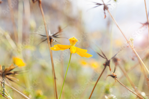Sulfur Cosmos,Yellow Cosmos,Yellow Star or Yellow Flower