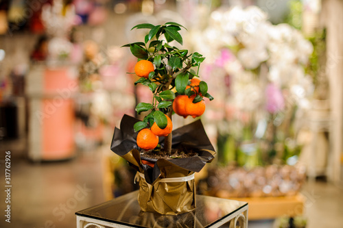 Young mandarin tree with orange fruits in the pot wrapped in golden papper on the table
