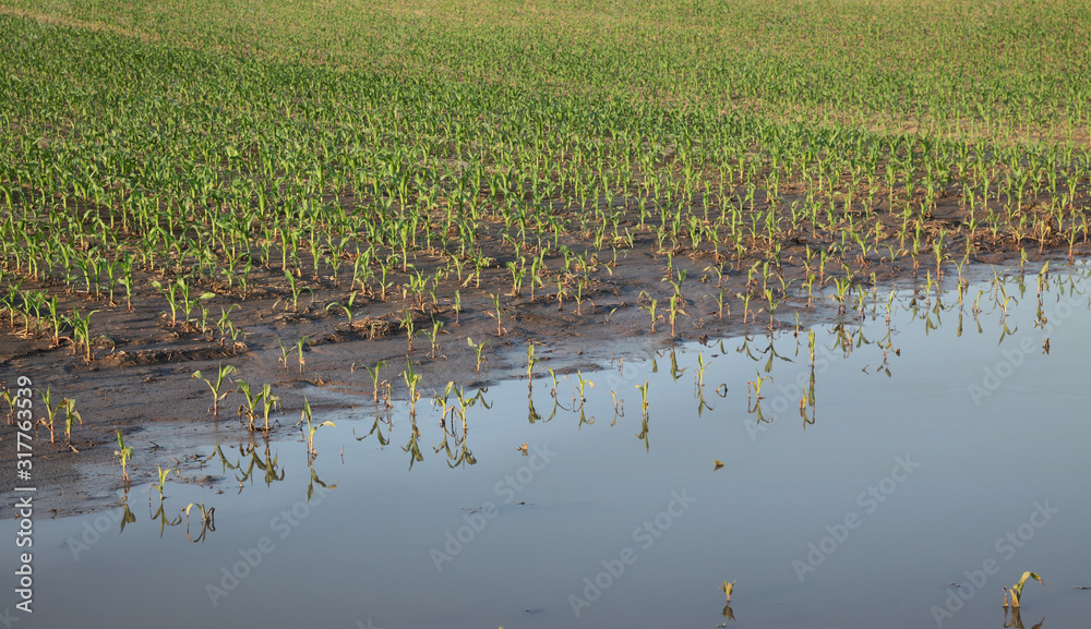Young green damaged corn plants in mud and water,  field damaged in flood, agriculture in spring, natural disaster