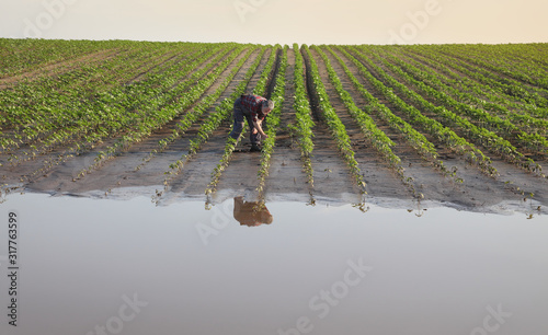 Farmer touching and examining young green sunflower plants in mud and water, damaged  field after flood