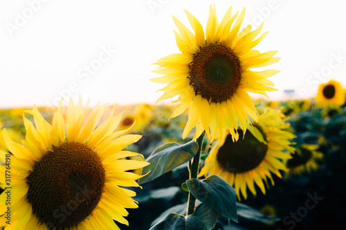 Fototapeta Naklejka Na Ścianę i Meble -  a field of beautiful bright colors of sunflowers in the sunset time in the summer