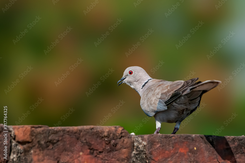A eurasian collared dove in royal lighting on a brick wall A eurasian collared dove in royal lighting on a brick wall