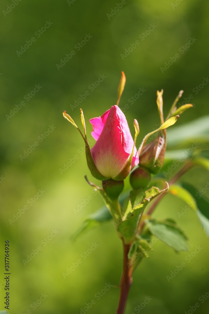 Wild Rose - Rosa canina - Flower just opening up Wild Rose - Rosa canina - Flower just opening up