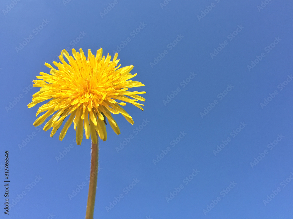 Obraz premium Blume