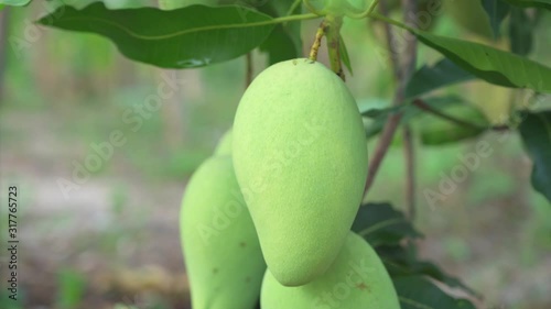 Close-up 4K; Mango tree with fruits. Bunch of green mango on tree. Bunch of green ripe mango on tree in garden.