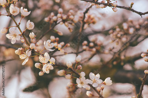 spring blooming tree with white flowers