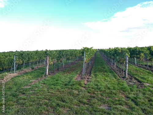 vineyard in Austria