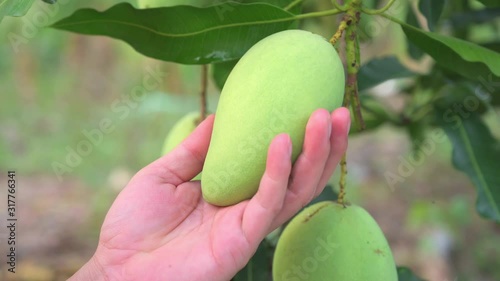 Close-up 4K; The gardener is notice his product,baby green mango,Mango tree with fruits.bunch of green mango on tree in garden.