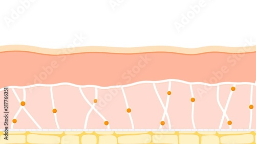 Skin changes over a lifetime. Collagen and hyaluronic acid form the structure of the dermis making it tight and plump. difference between the skin of a young and oldest person