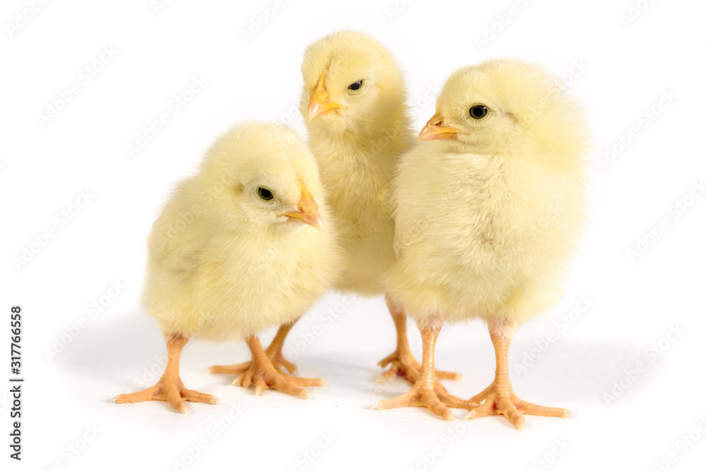 Three Chicks stand side by side. Easter picture for background
