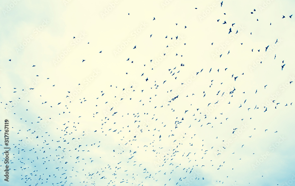 Flock of birds in front of cloud Flock of birds in front of cloud