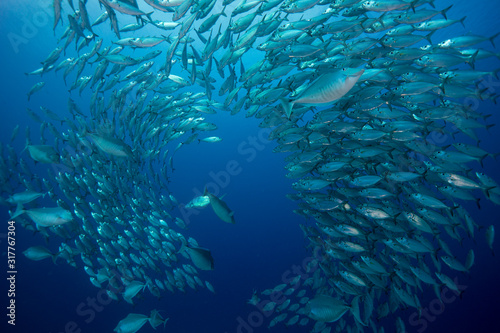 Oceania, Palau, Oxeye Scads, Selar boops, Shoal of fish photo