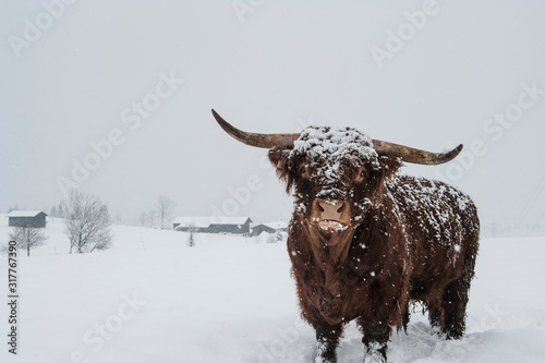 Austria, Salzburg State, Altenmarkt-Zauchensee, highland cattle in snow drift photo