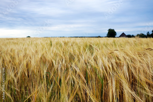 Ear of the wheat on field. Natural composition.