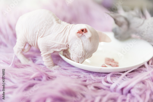 white and gray one month old Don Sphinx cats eating meat from white plate on lilac fur background