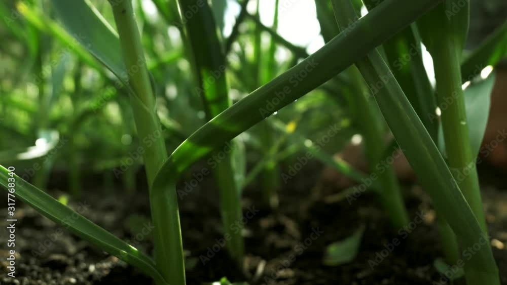 Green onions plantation in summer. Farming fields harvest, agriculture, organic vegetables growing. Fresh green stalks of onion or garlic in vegetable garden. Organic farm, agriculture industry Green onions plantation in summer. Farming fields harvest, agriculture, organic vegetables growing. Fresh green stalks of onion or garlic in vegetable garden. Organic farm, agriculture industry