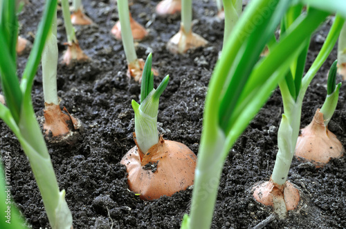 close-up of growing green onion in the vegetable garden