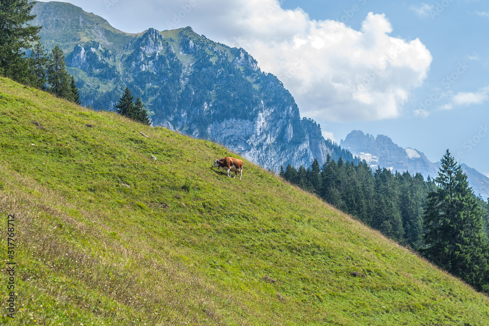 Beautiful swiss alps mountains. Alpine meadows. cow 