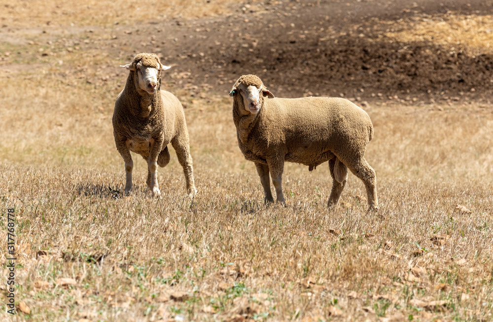 Obraz premium Caledon, Western Cape, South Africa. Dec' 2019. Dohne Marino breed of sheep grazing on a farm close to caledon, South Africa.