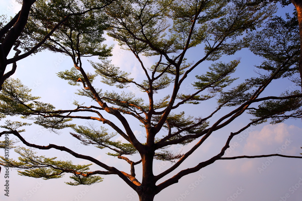 Fototapeta premium Terminalia ivorensis, evening tree silhouette at Suan Luang Rama9 Bangkok Thailand