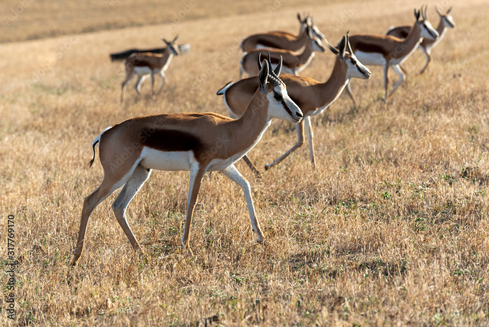 Caledon, Western Cape, South Africa. Dc 2019. Springbok grazing on farmland in the Overberg region of the Western Cape, South Africa Caledon, Western Cape, South Africa. Dc 2019. Springbok grazing on farmland in the Overberg region of the Western Cape, South Africa