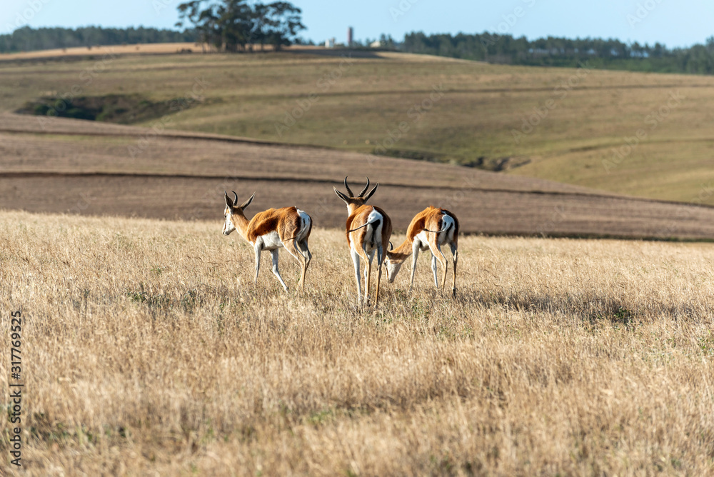 Caledon, Western Cape, South Africa. Dc 2019. Springbok grazing on farmland in the Overberg region of the Western Cape, South Africa Caledon, Western Cape, South Africa. Dc 2019. Springbok grazing on farmland in the Overberg region of the Western Cape, South Africa