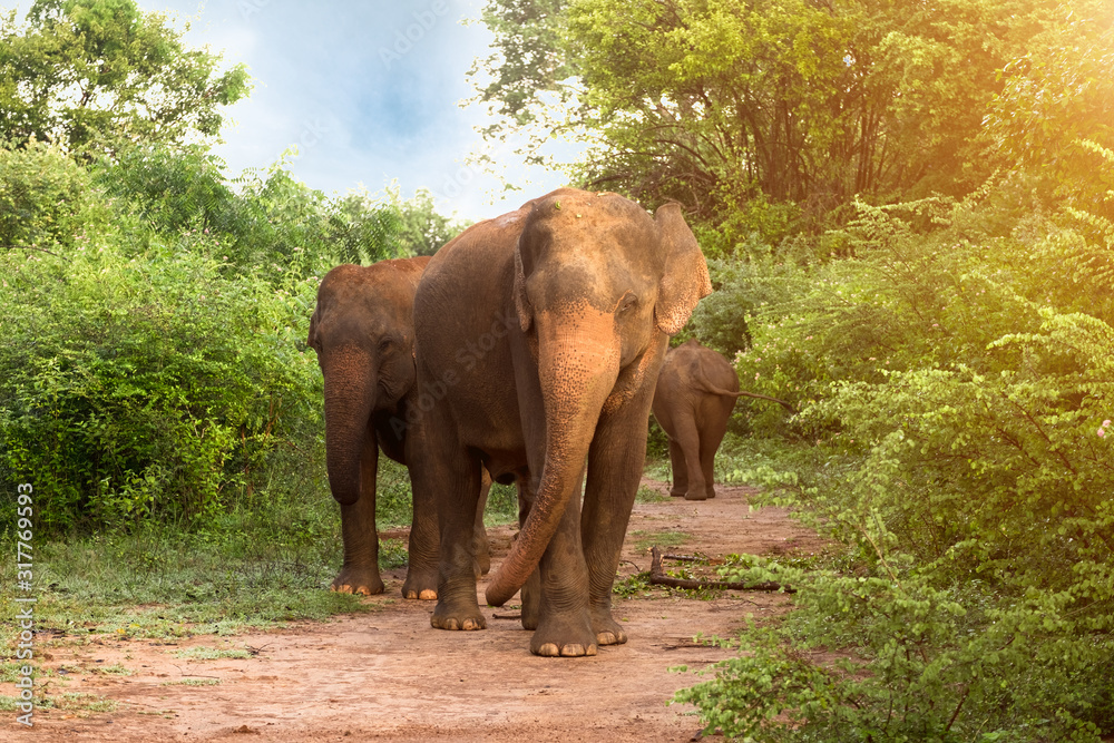Big Asian elephants in Udawalawe National Park, Sri Lanka