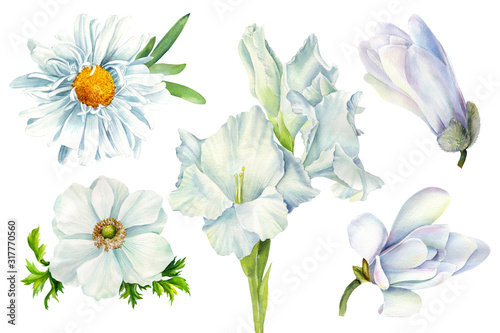 set of white flowers daisy, magnolia, gladiolus, anemone on an isolated white background, watercolor illustration, botanical painting, wedding clipart, greeting card