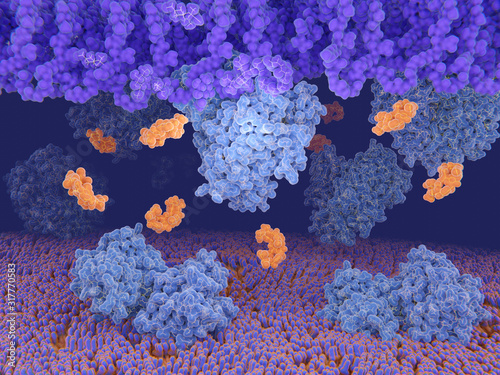 Bacterial resistance to the antibiotic vancomycin. D-alanyl-D-lactate ligase (blue) synthesizes cell-wall precursors in bacteria, that are resistant to the antibiotic vancomycin (yellow). photo