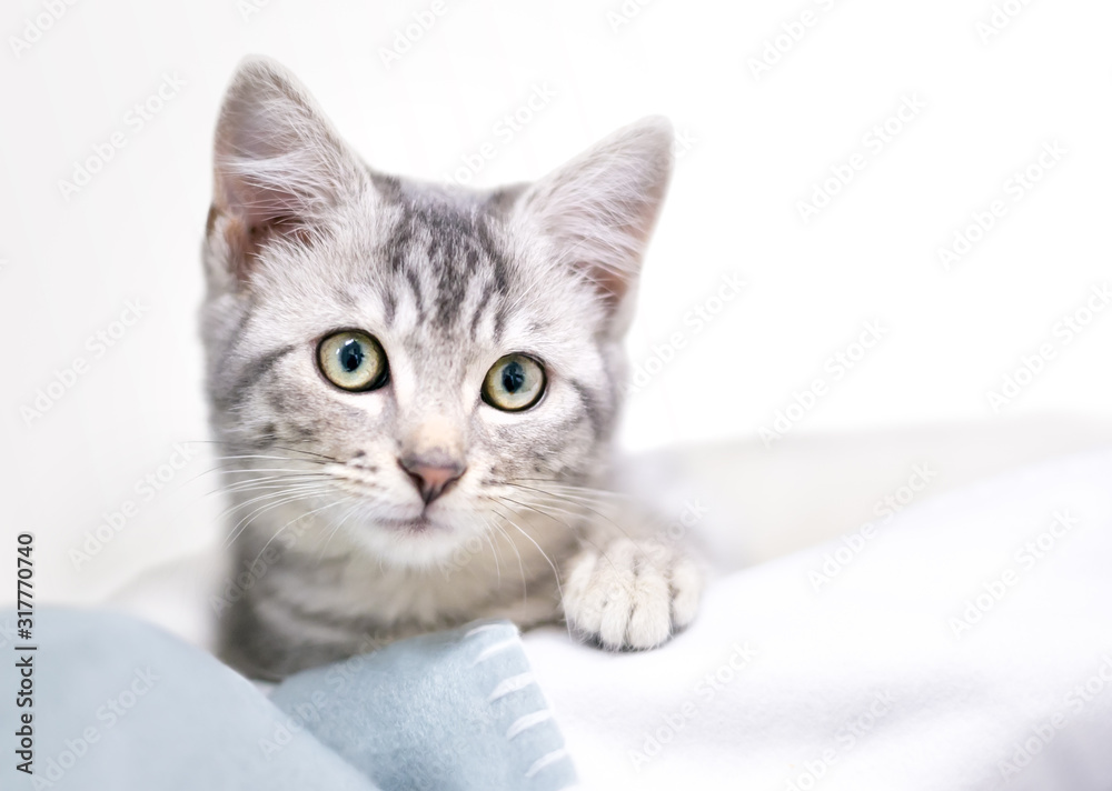 An adorable gray tabby domestic shorthair kitten lying on a blanket