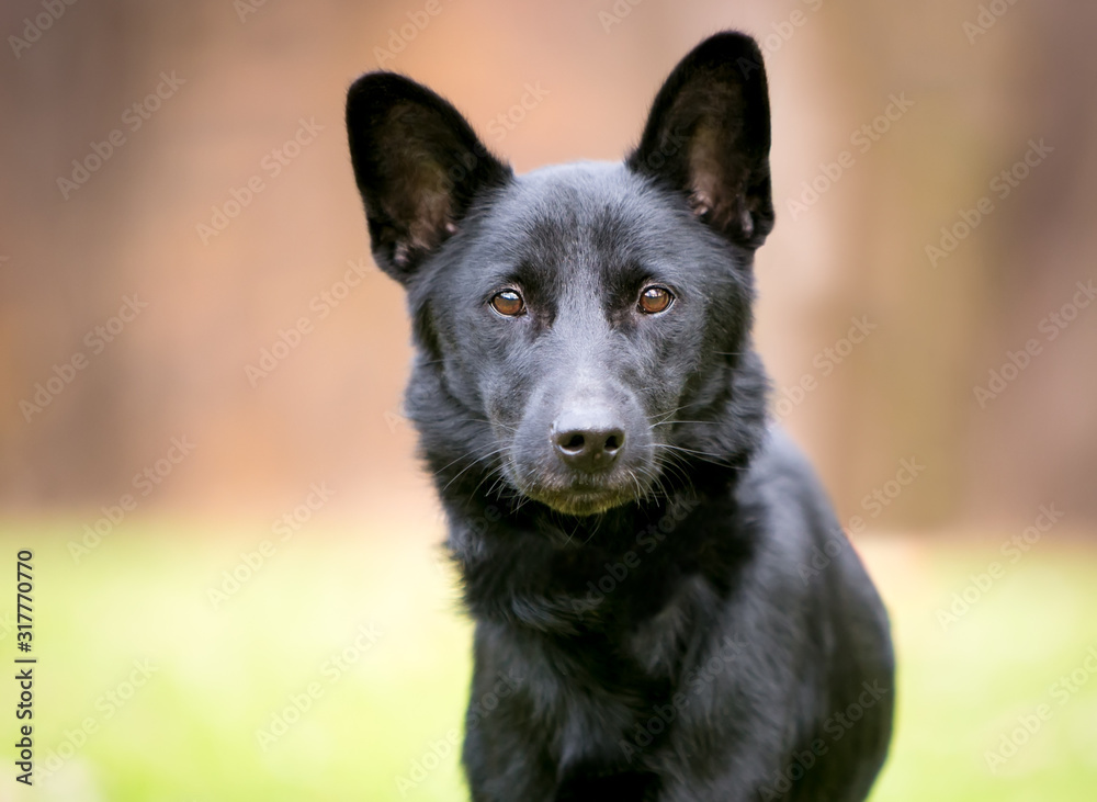 Close up of a black Shepherd/Retriever mixed breed dog outdoors Close up of a black Shepherd/Retriever mixed breed dog outdoors