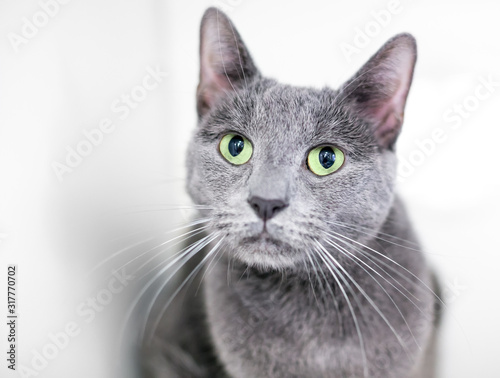 A gray domestic shorthair cat with green eyes