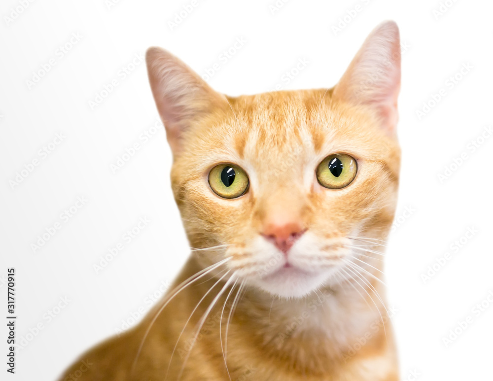 An orange tabby domestic shorthair cat with yellow eyes
