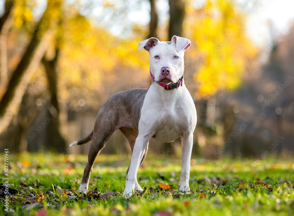 A young brindle and white Pit Bull Terrier mixed breed dog standing outdoors in autumn A young brindle and white Pit Bull Terrier mixed breed dog standing outdoors in autumn