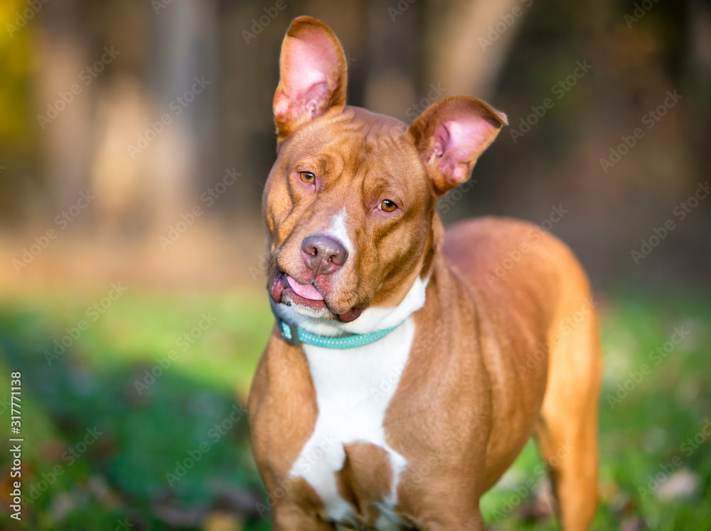 A red and white Pit Bull Terrier mixed breed dog with large ears, listening with a head tilt and a goofy expression A red and white Pit Bull Terrier mixed breed dog with large ears, listening with a head tilt and a goofy expression