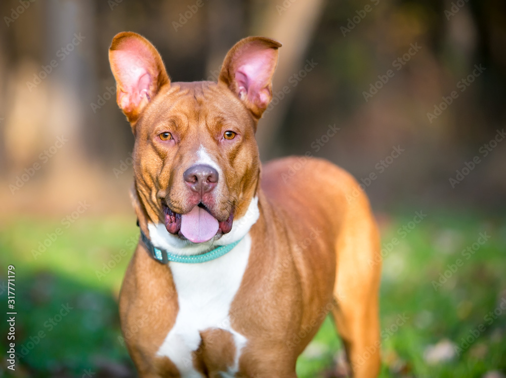 A red and white Pit Bull Terrier mixed breed dog with large ears A red and white Pit Bull Terrier mixed breed dog with large ears