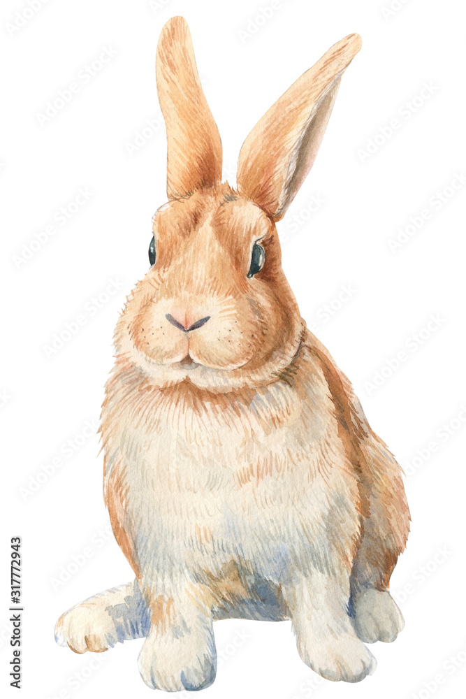 Bunny on an isolated white background, watercolor illustration, cute ...