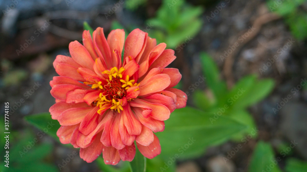 Common zinnia in the garden with natural color variations from natural formation Common zinnia in the garden with natural color variations from natural formation