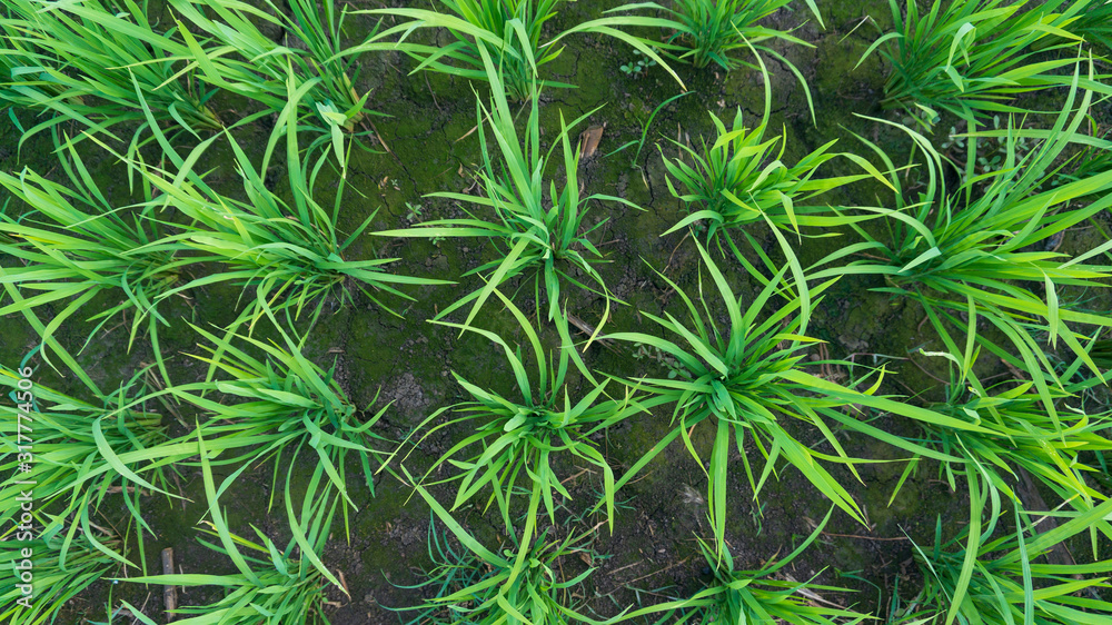 Rice plants in the treatment period with a age of about 2 weeks. Rice plants in the treatment period with a age of about 2 weeks.