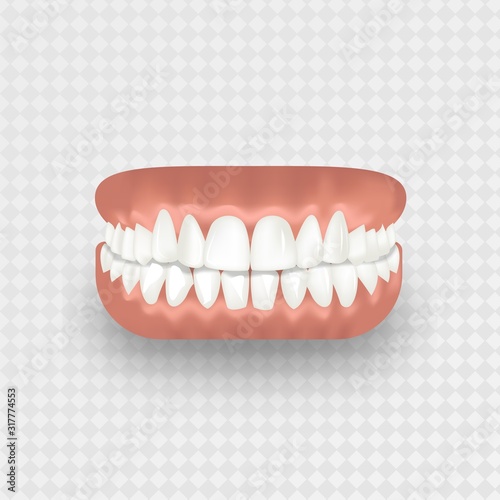 Human teeth, realistic jaw, on a transparent background