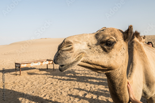 red desert camel dromedary dunes © Lukas