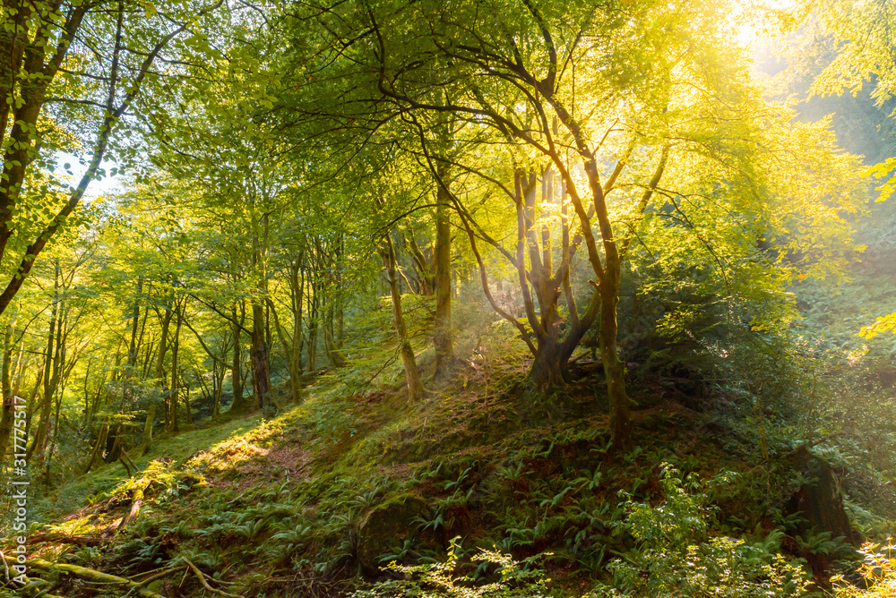 Magical and leafy beech forest. The sun's rays enter through the trees. landscape photography. concept of nature, conservation and adventures. Forest of Asturias, Spain.